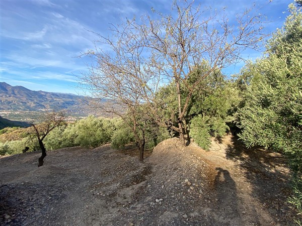 video image